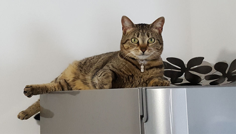 Un chat allongé sur un frigo