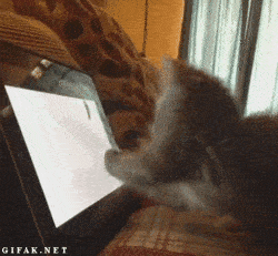 a kitty going crazy seeing a mouse on a computer screen