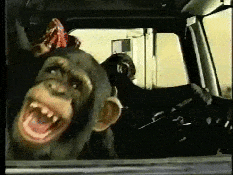 De singes rigolent dans une voiture.