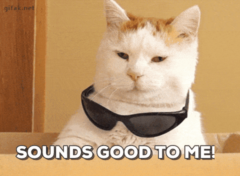A cat puts on sunglasses.