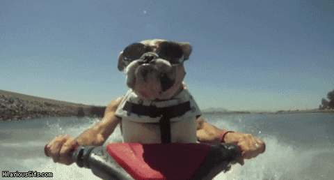 Un chien fait du jet-ski.